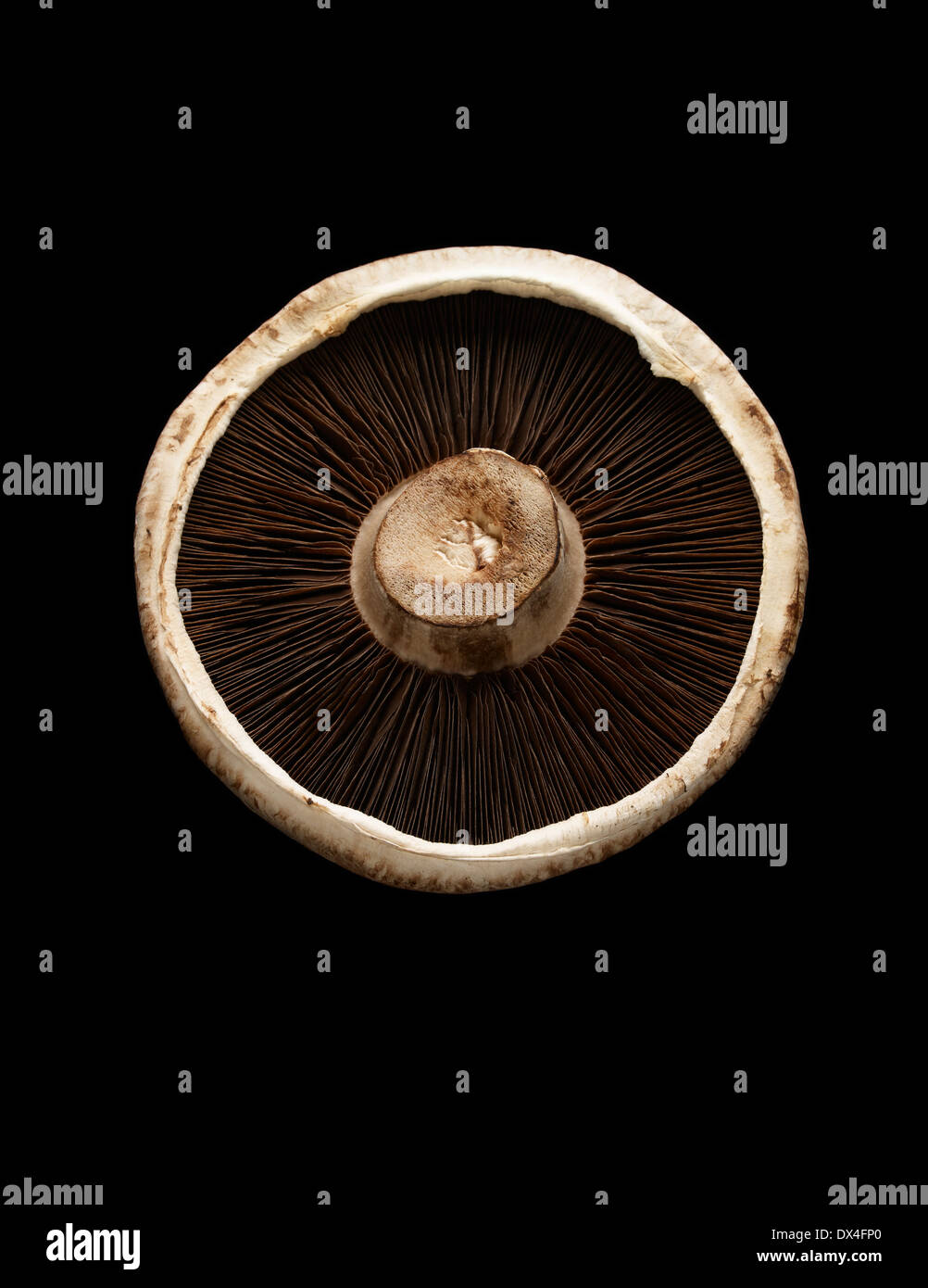 Mushroom head hires stock photography and images Alamy