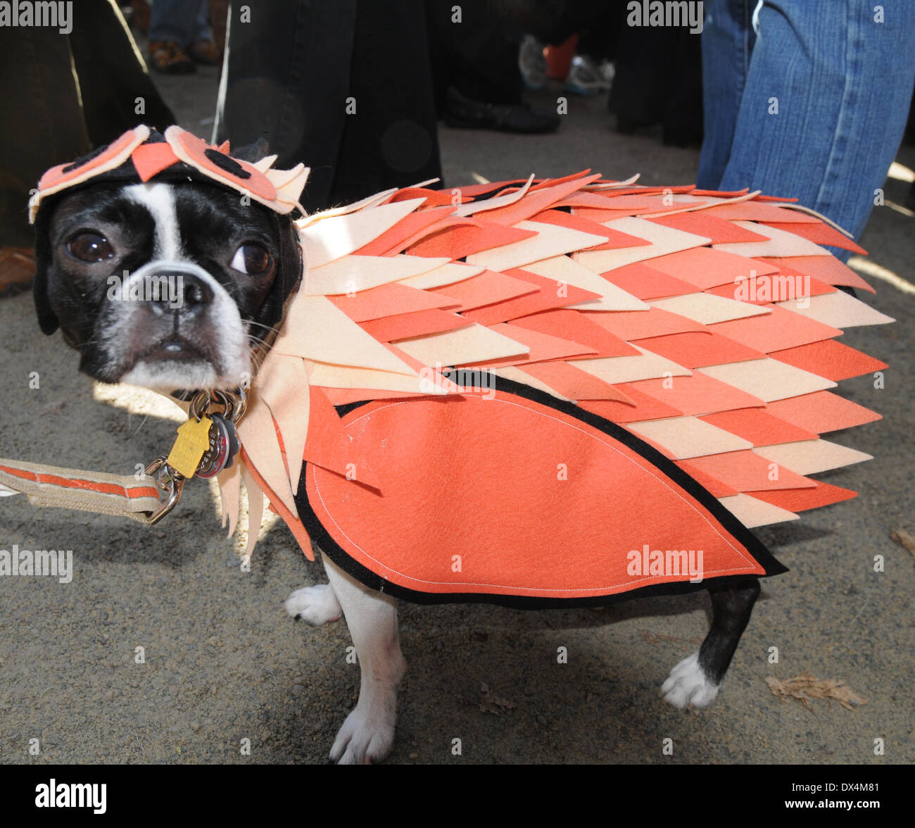 Atmosphere 22nd Annual Tompkins Square Halloween Dog Parade Featuring