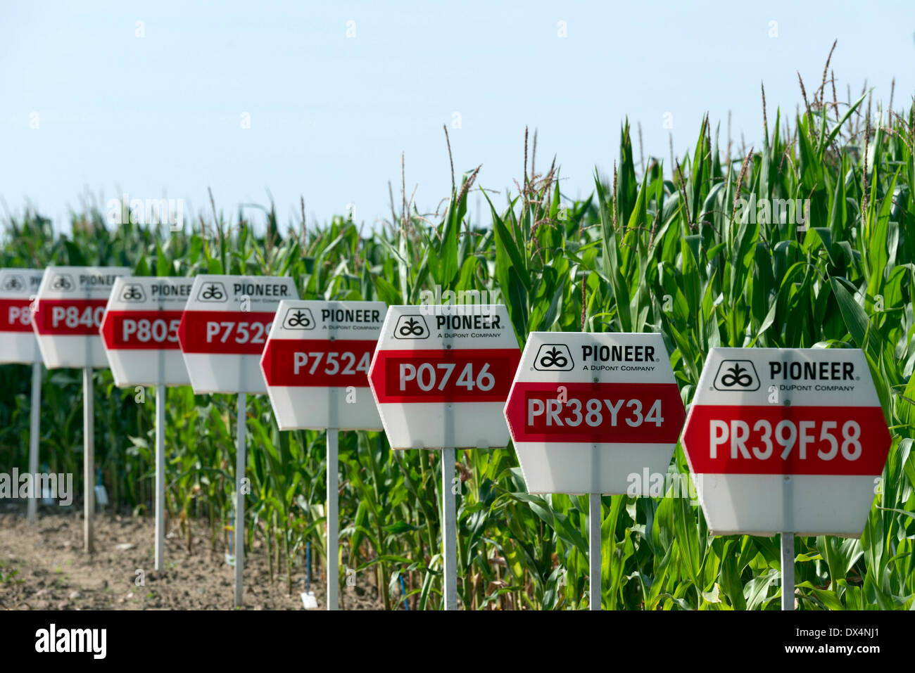 GM maize Stock Photo Alamy