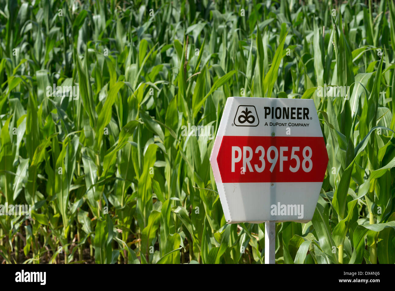 Gm maize hires stock photography and images Alamy