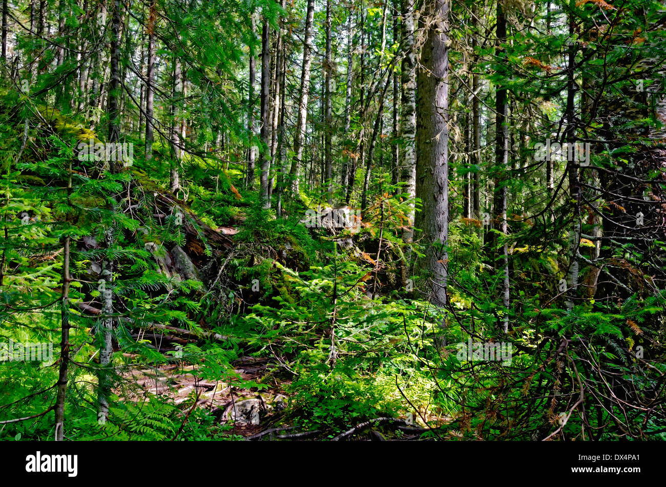 Taiga with green pine trees in the mountains of Northern Urals Stock