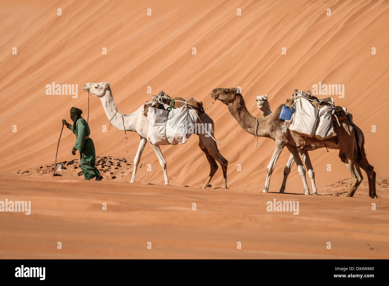 Camel Train in the Sahara Desert Libya Stock Photo