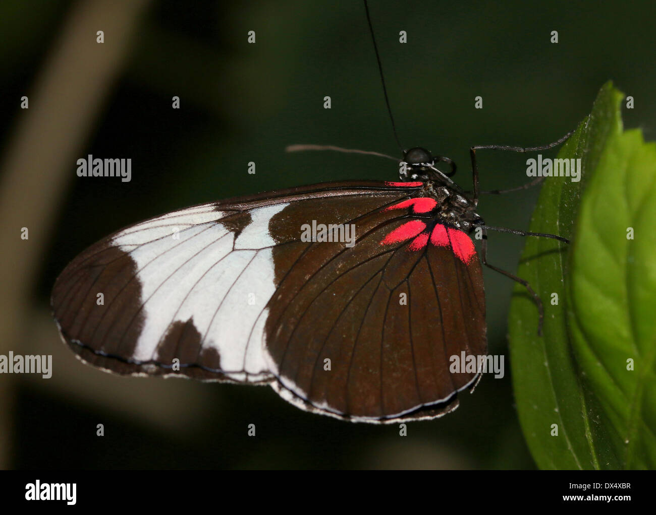 Sapho Longwing (Heliconius sapho) with wings closed Stock Photo