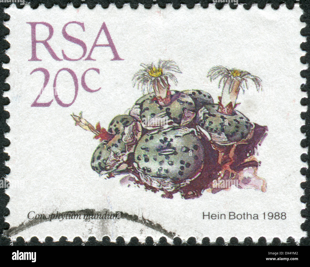 SOUTH AFRICA - CIRCA 1988: Postage stamp printed in South Africa, shows cactus Conophytum mundum, circa 1988 Stock Photo