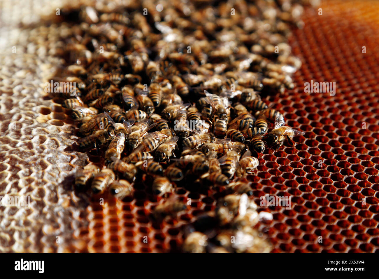 Beehive Stock Photo - Alamy