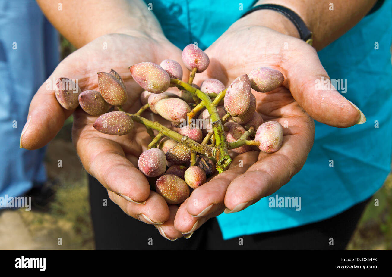 Woman's hands holding freshly harvested pistachios, Yazd Province, Persia, Iran Stock Photo