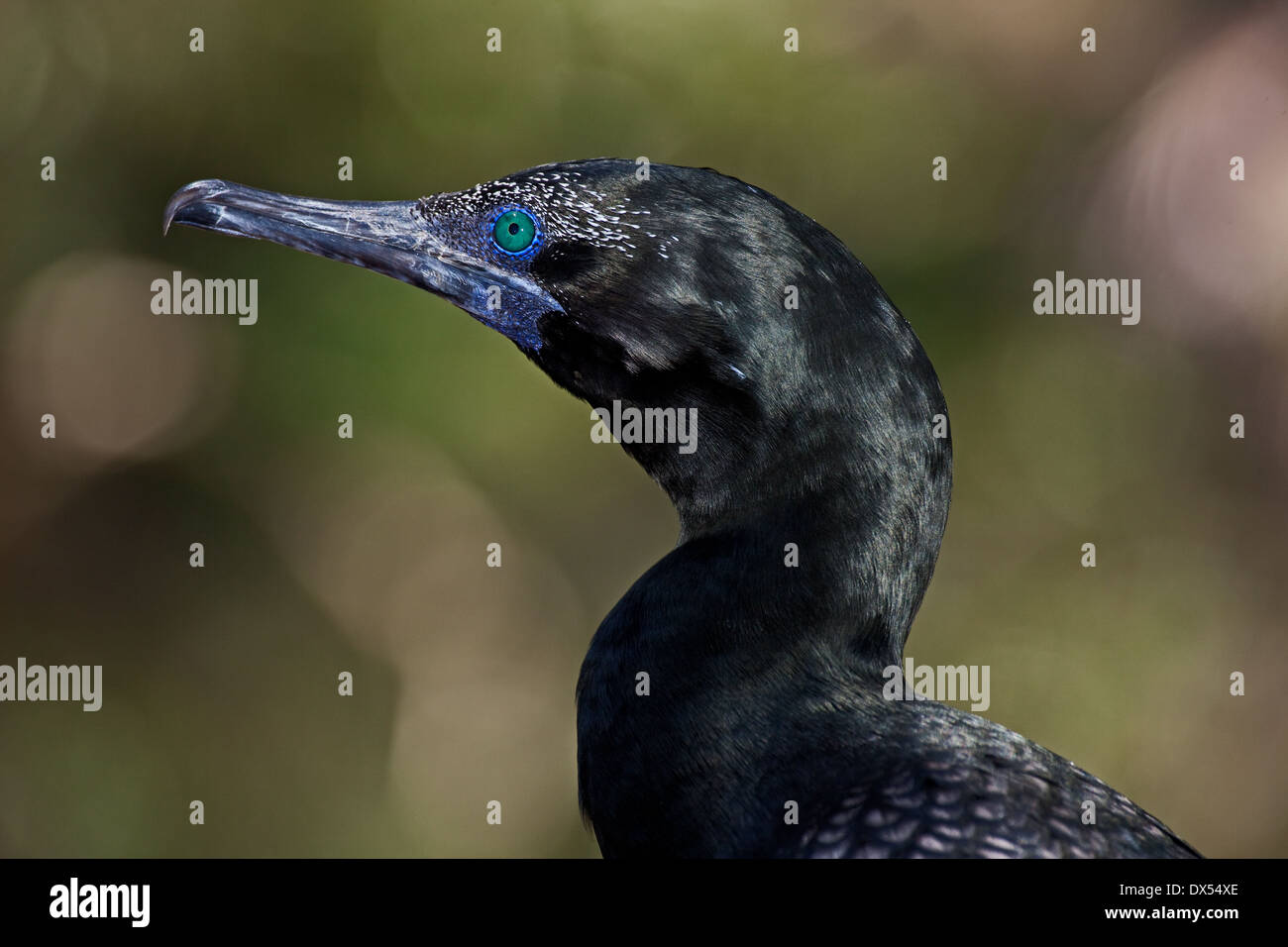 Little Black Cormorant at Corrumbin, South East Queensland Stock Photo