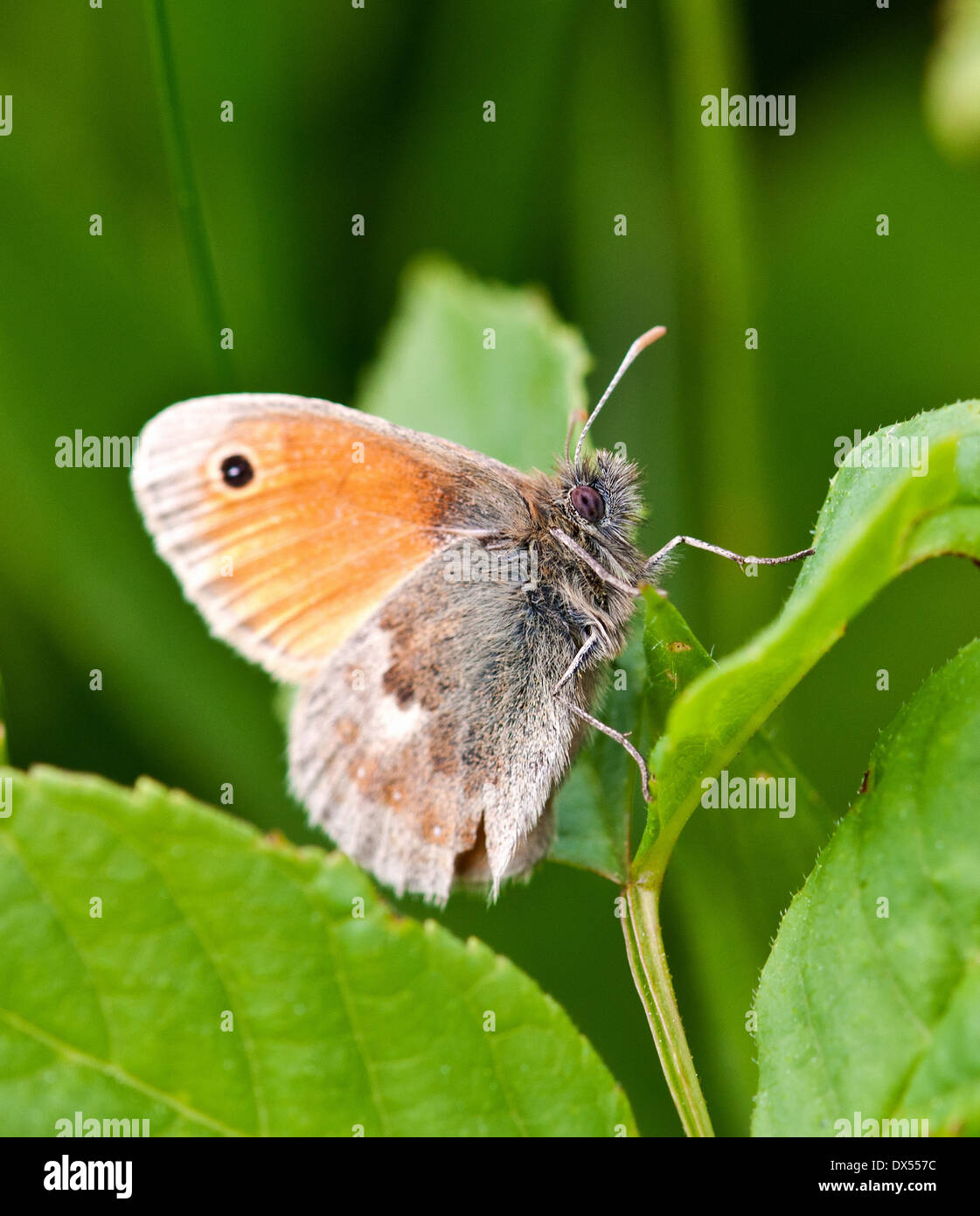 Small Heath Butterfly Coenonympha pamphilous Stock Photo