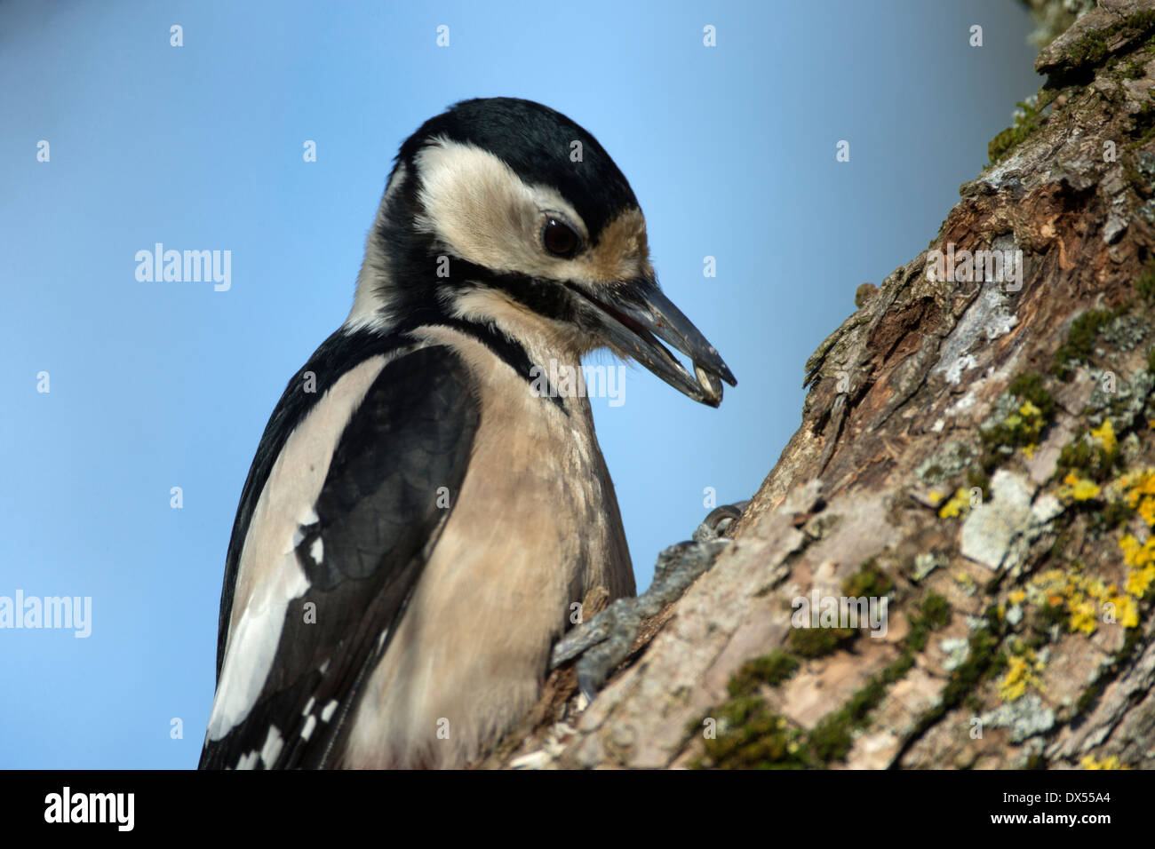 A female Great Spotted Woodpecker with i seed in the beak Stock Photo