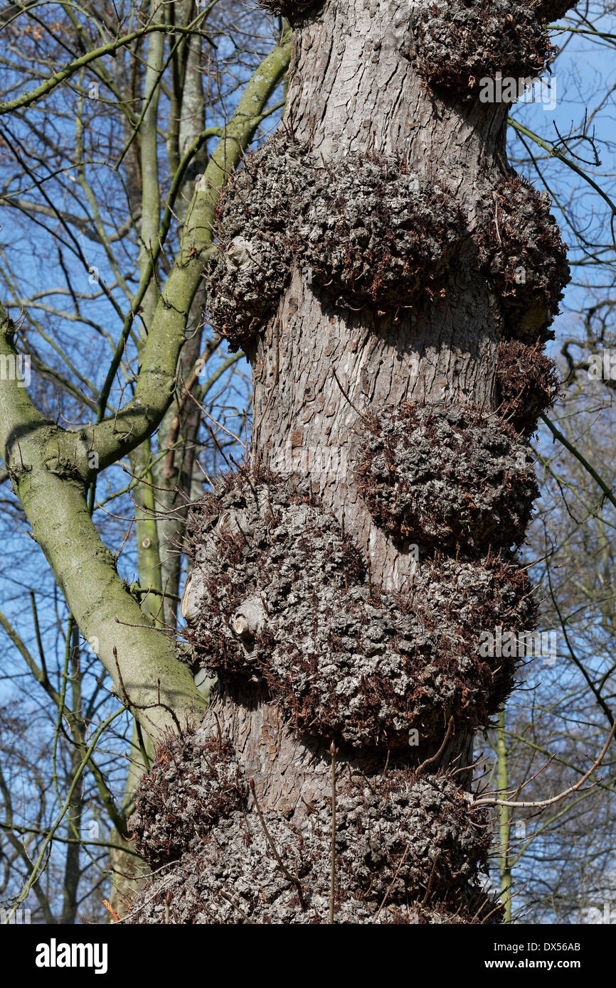 European Horsechestnut (Aesculus hippocastanum) with canker, Lantz