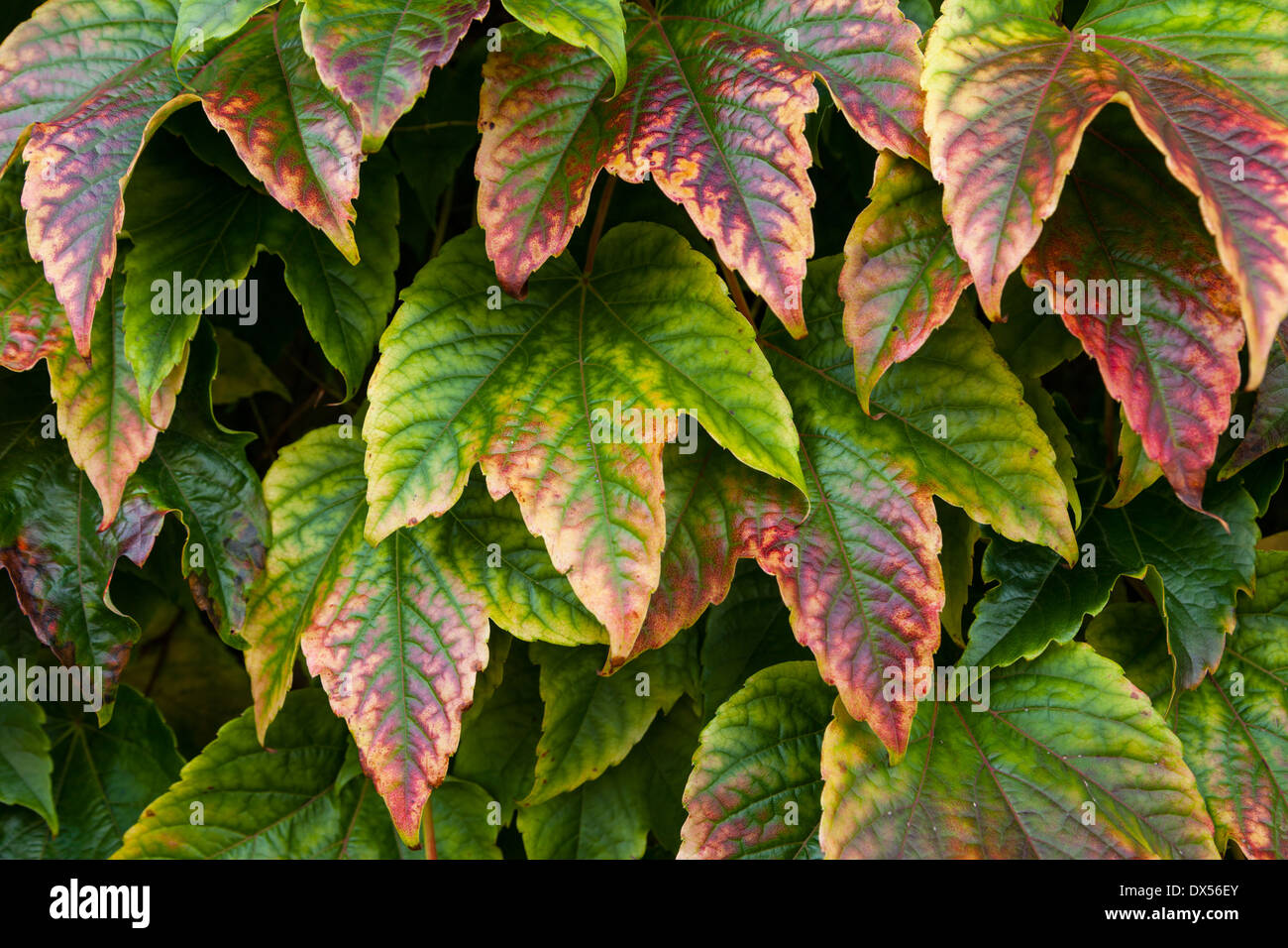 Colourful autum ivy leaves indicating the change of season,UK Stock Photo