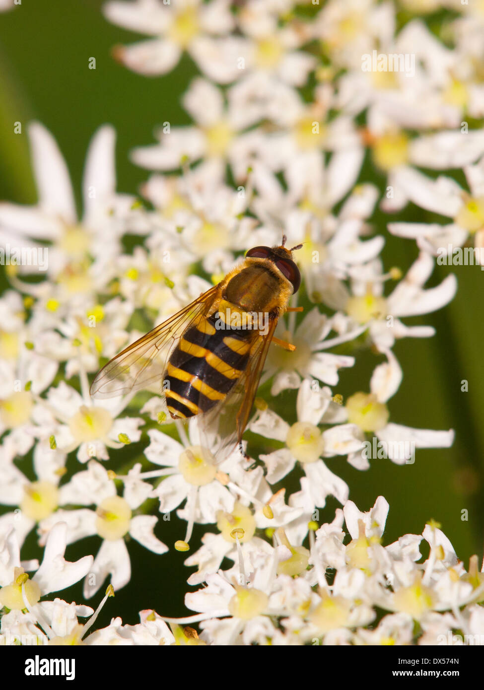 Hoverfly species feeding on an umbellifer flower head Stock Photo