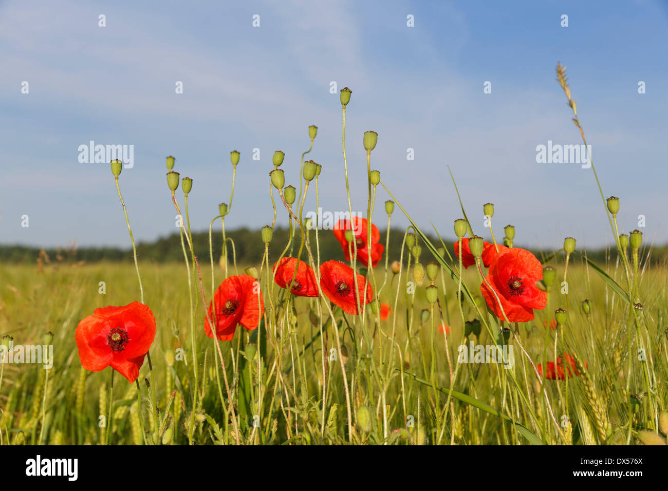 Poppy or Corn Poppy (Papaver rhoeas), with seed pods in a cornfield, Upper Bavaria, Bavaria, Germany Stock Photo