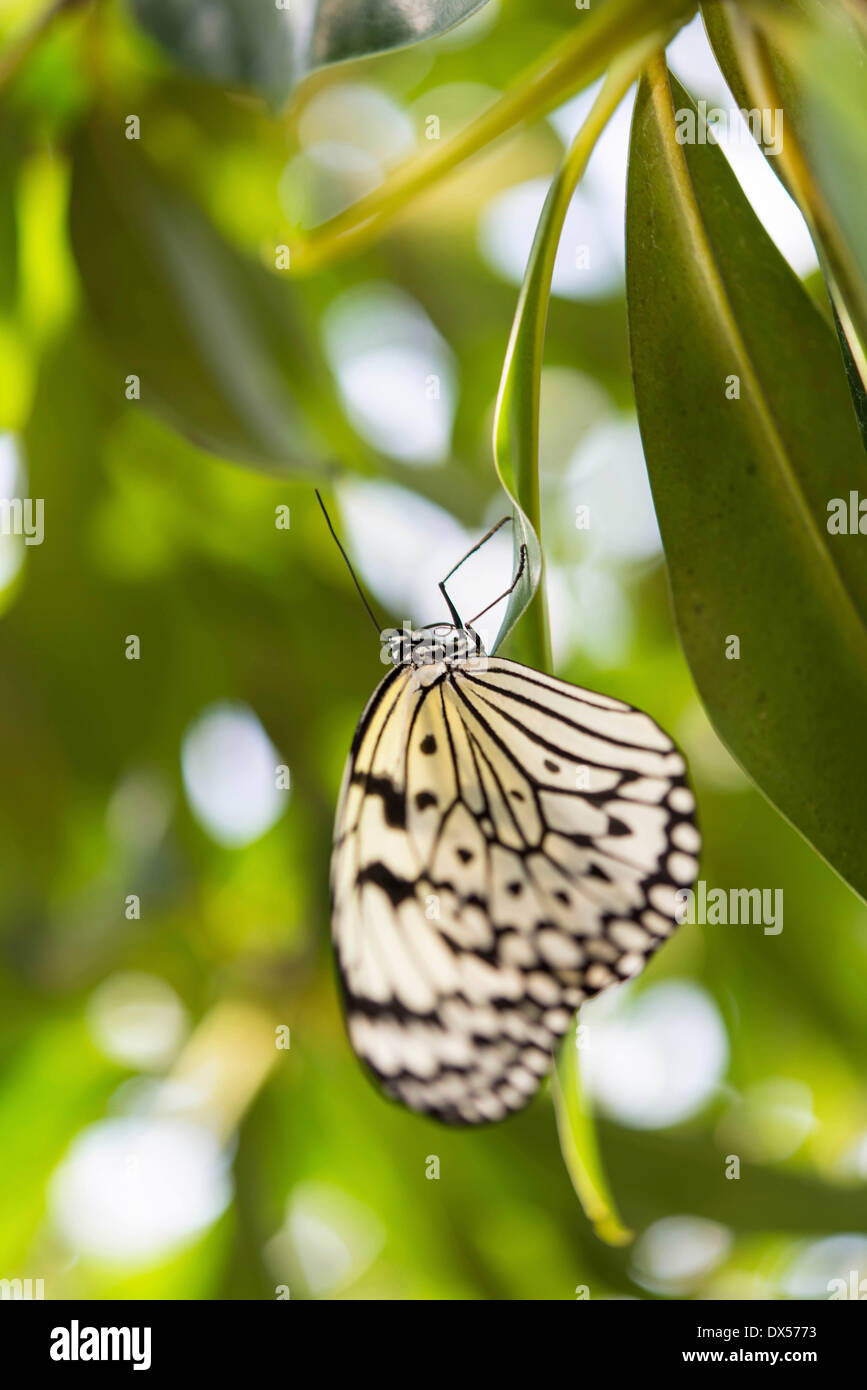 Large Tree Nymph or Paper Kite (Idea leuconoe), captive, butterfly house, botanical garden, Munich, Upper Bavaria, Bavaria Stock Photo