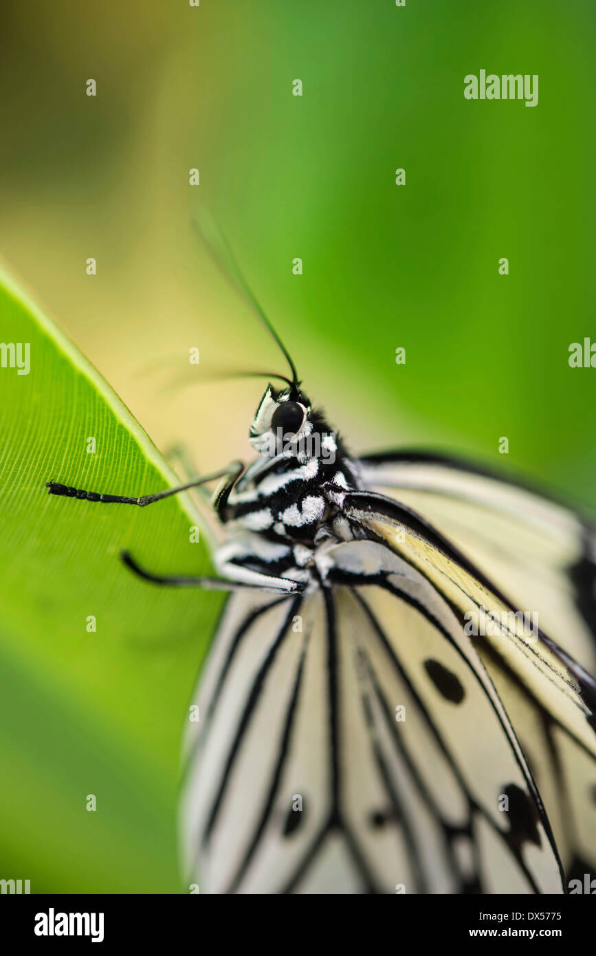 Large Tree Nymph or Paper Kite (Idea leuconoe), captive, butterfly house, botanical garden, Munich, Upper Bavaria, Bavaria Stock Photo