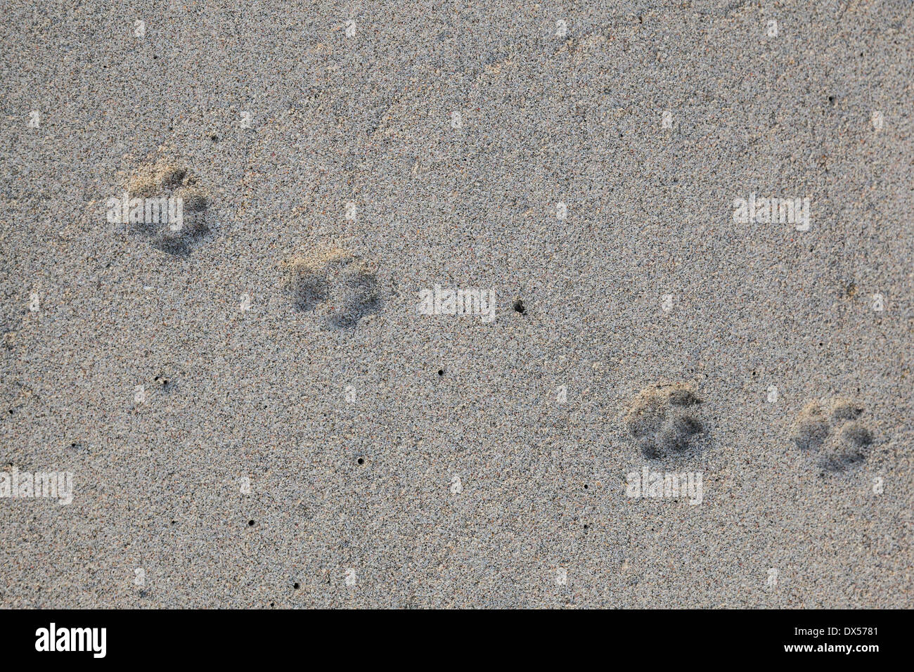 Imprints of cat paws in the sand, Oman Stock Photo