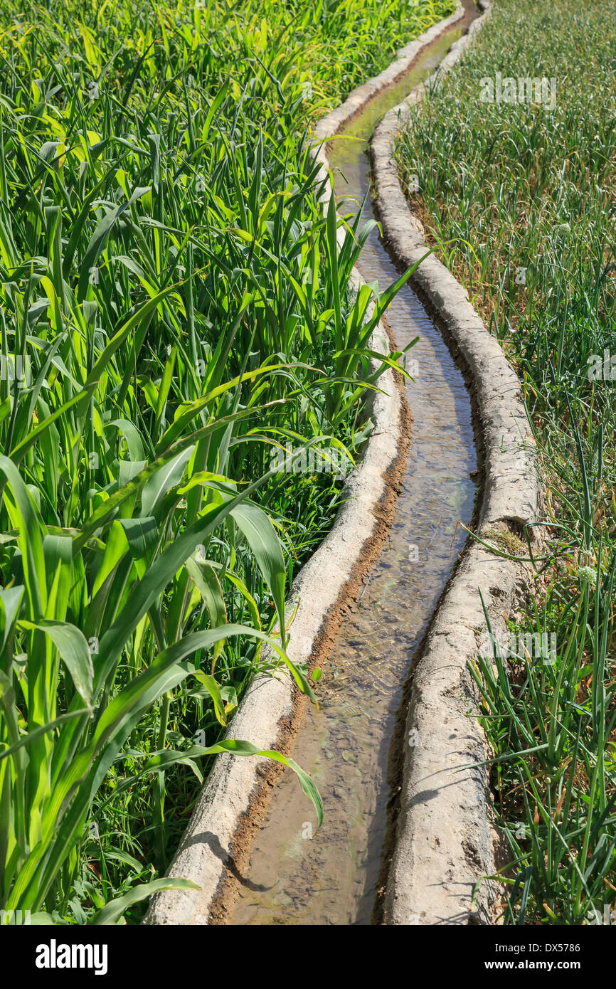 Clear water flowing in a traditional irrigation canal through a green