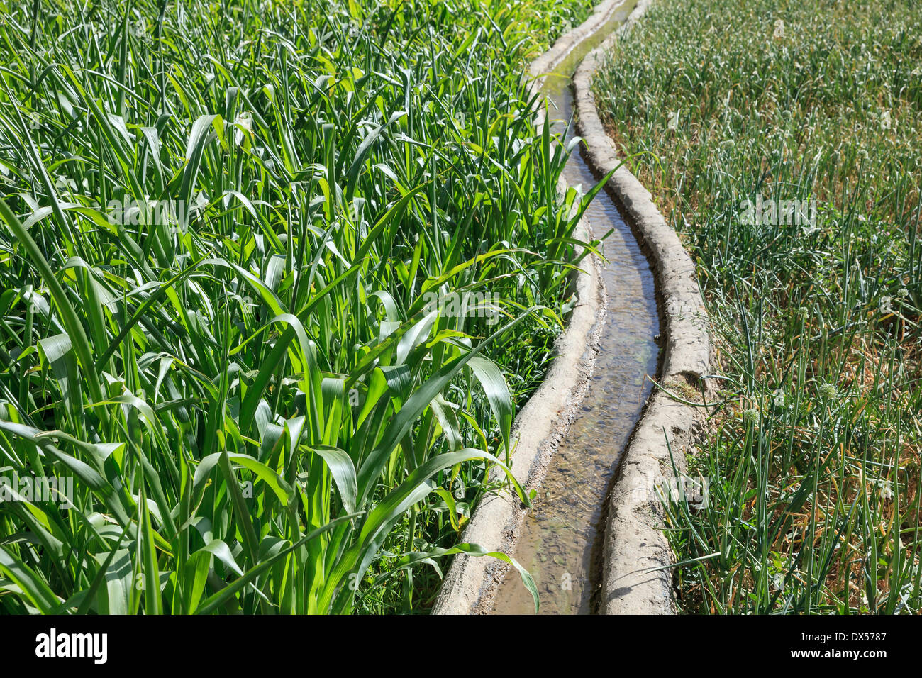 Clear water flowing in a traditional irrigation canal through a green field, Ad Dakhiliyah Governorate, Oman Stock Photo