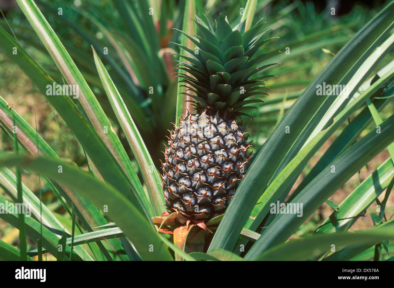 Pineapple (Ananas comosus) growing on a field, pineapple cultivation, Ko Samui, Thailand Stock Photo