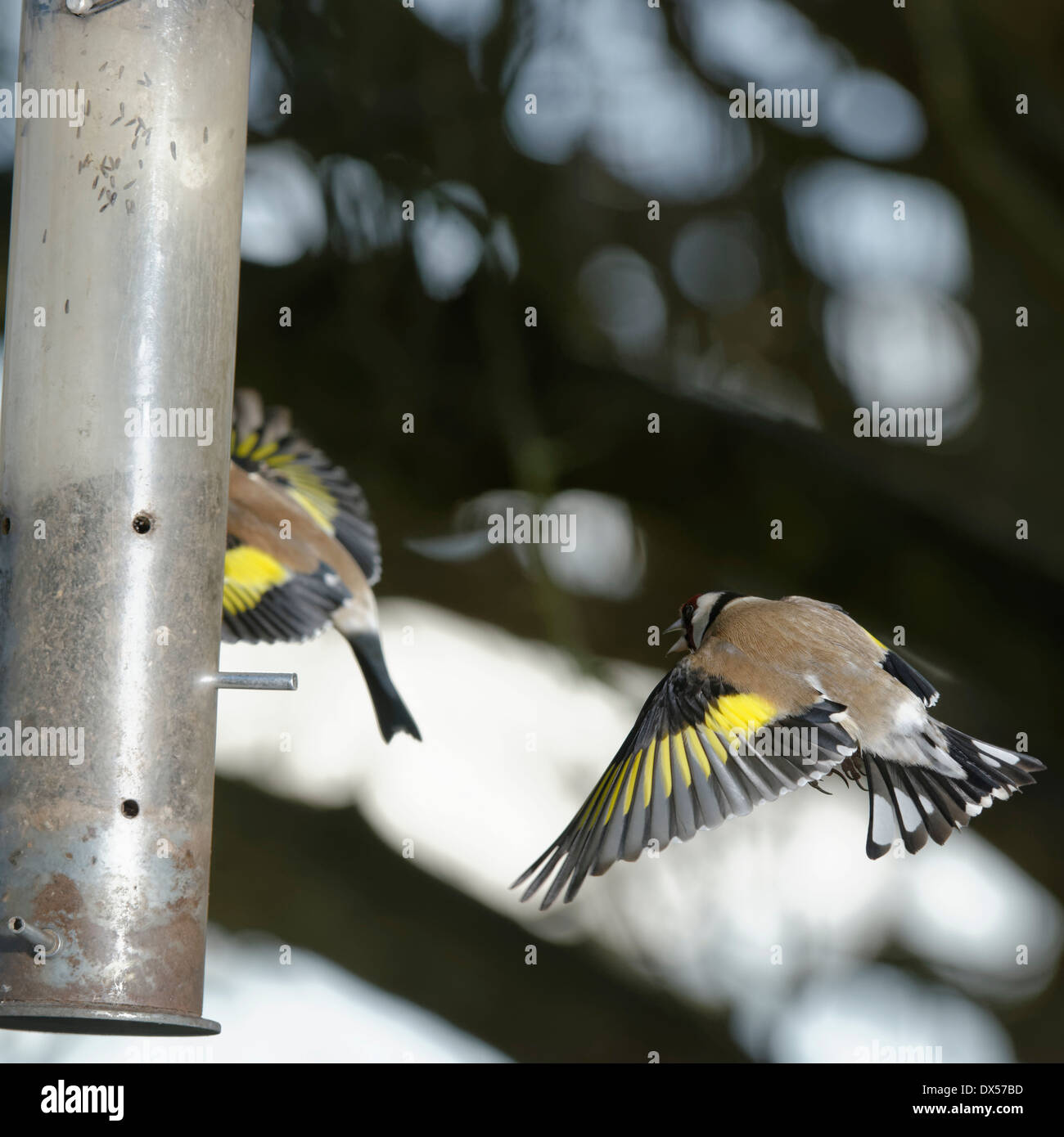 Goldfinch In Action Around A Niger Seed Feeder These Attractive