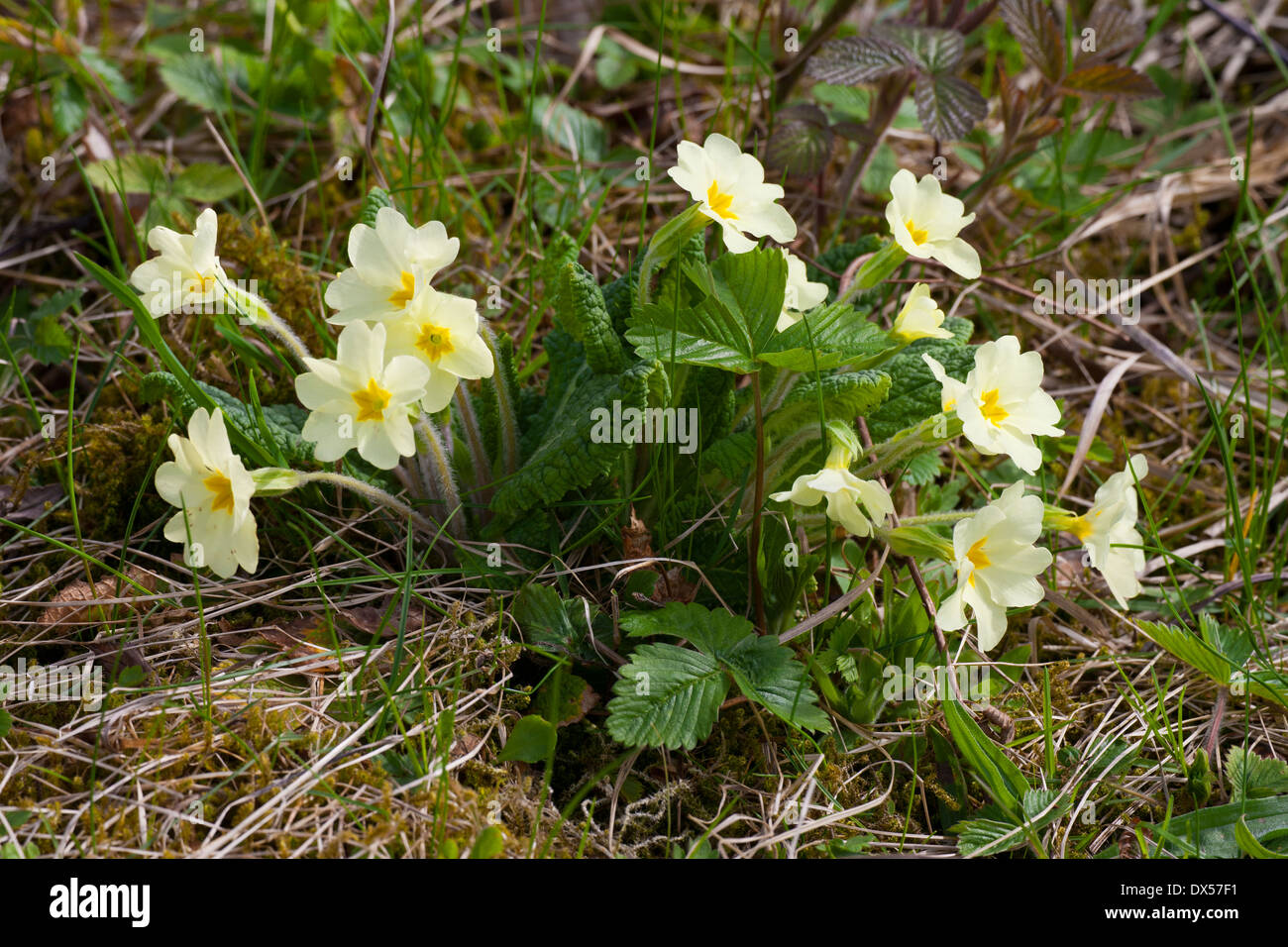 Primrose Primula vulgaris plant in flower Stock Photo - Alamy