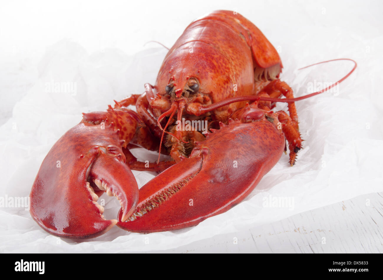 freshly boiled canadian lobster on a white kitchen paper Stock Photo