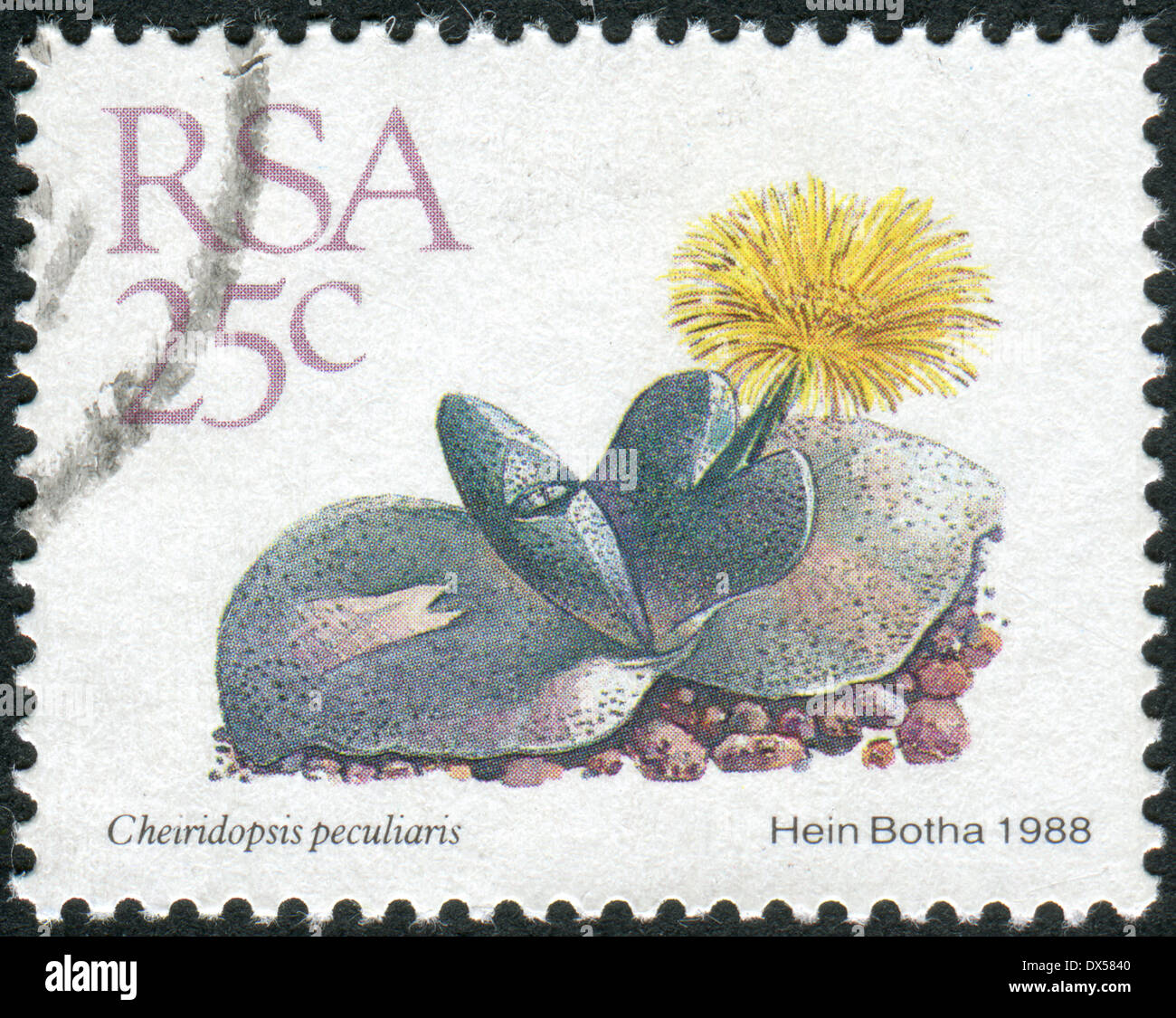 SOUTH AFRICA - CIRCA 1988: Postage stamp printed in South Africa, shows a plant Cheiridopsis peculiaris, circa 1988 Stock Photo