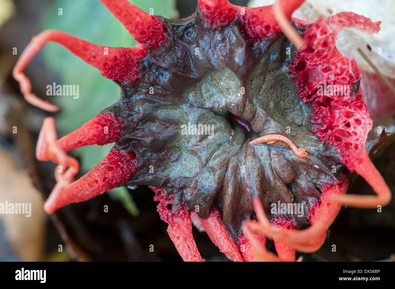 Starfish Fungus: Aseroe rubra. Close-up of top of spore mass. Surrey, England Stock Photo