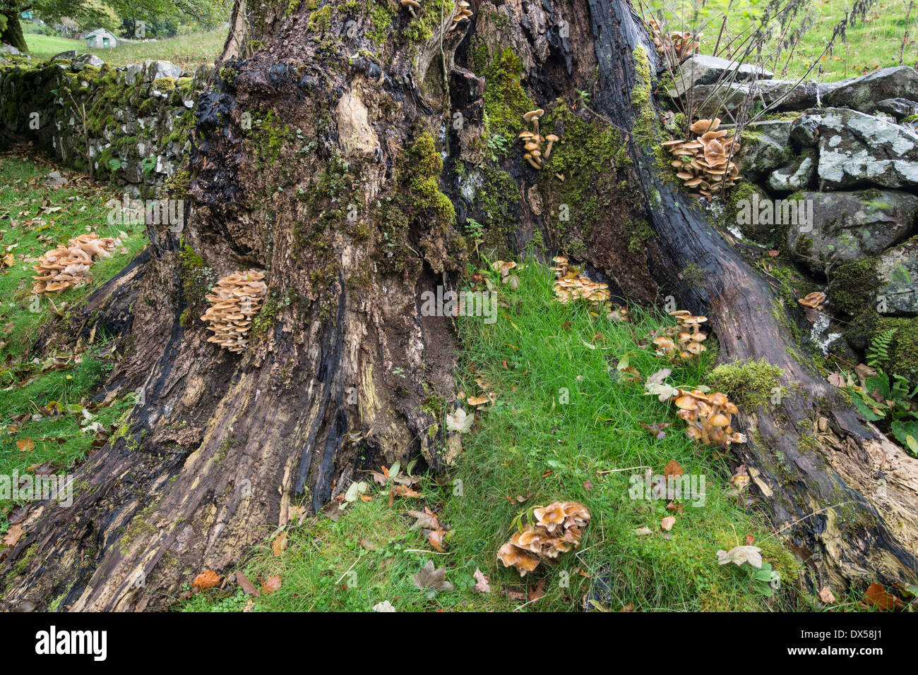 Honey Fungus: Armillaria mellea, on rotting tree stump. Snowdonia, Wales. Stock Photo
