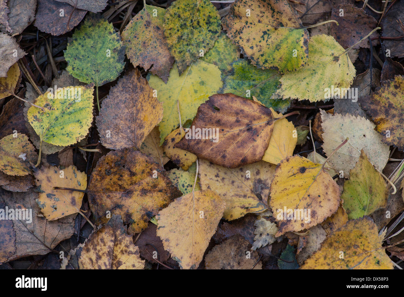 Silver Birch: Betula pendula. Fallen leaves on ground in autumn. Surrey, England. Stock Photo