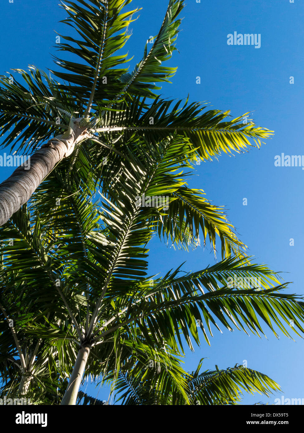 Palm Trees, Florida Stock Photo Alamy
