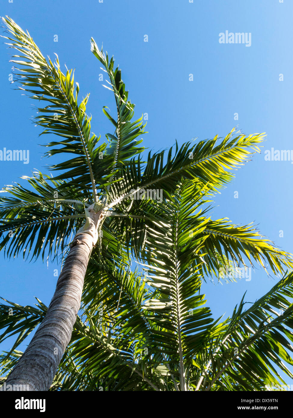 Palm Trees, Florida Stock Photo Alamy