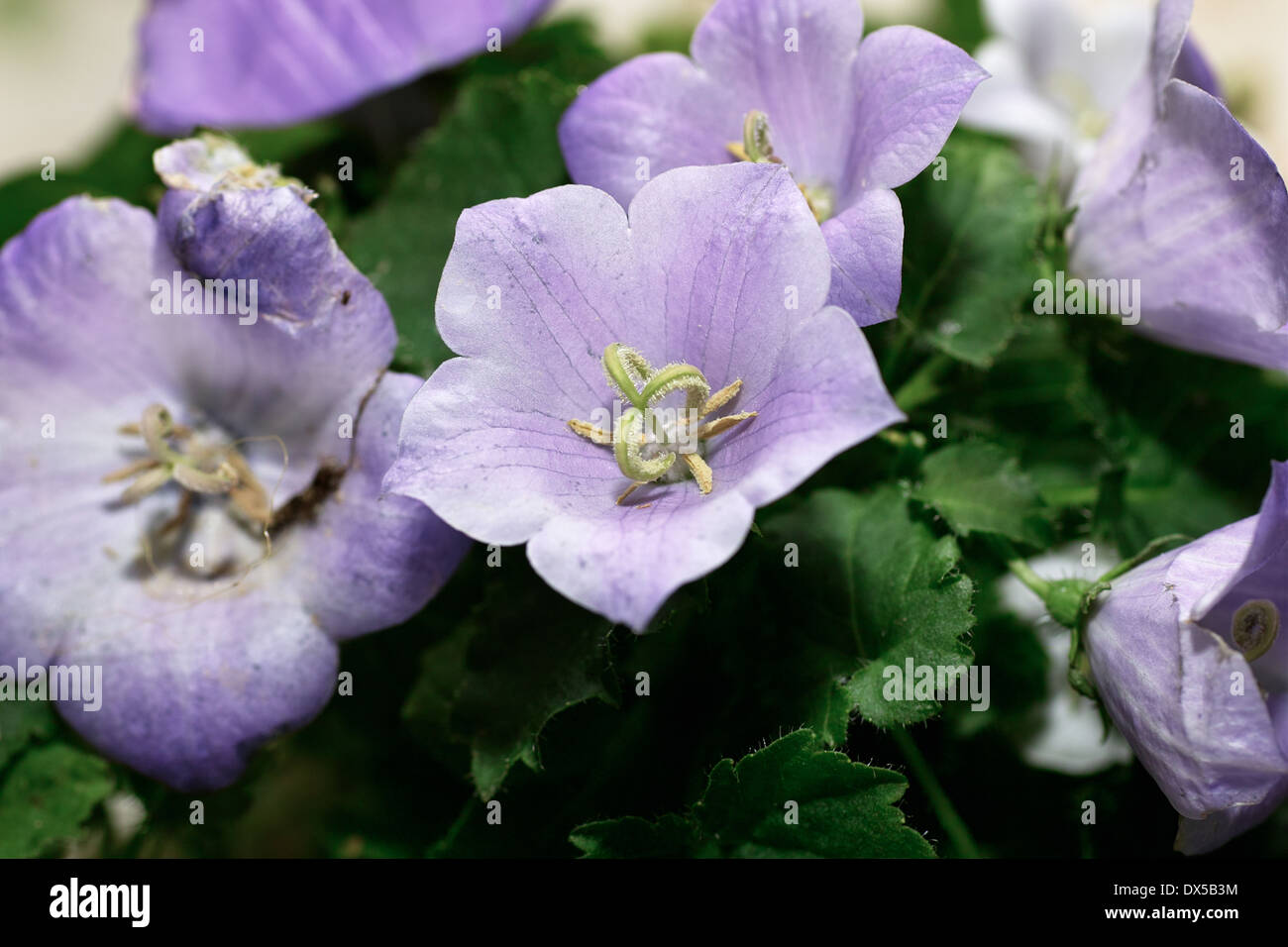 Campanula carpatica, Carpathian harebell, flower plant in the family Campanulaceae. Stock Photo
