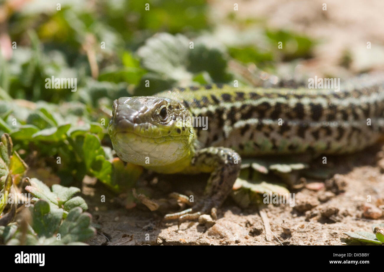 Strandja Mountains, Bulgaria. 18 March 2014. Mother nature wakes up with her bright blue skies white blossom hard working Honey bees pollinating plants and trees. The  Balkan green Lizard cold-blooded insects is found looking for the first meal after getting through the cold season by hibernation. Credit: Clifford Norton/Alamy Live News Stock Photo