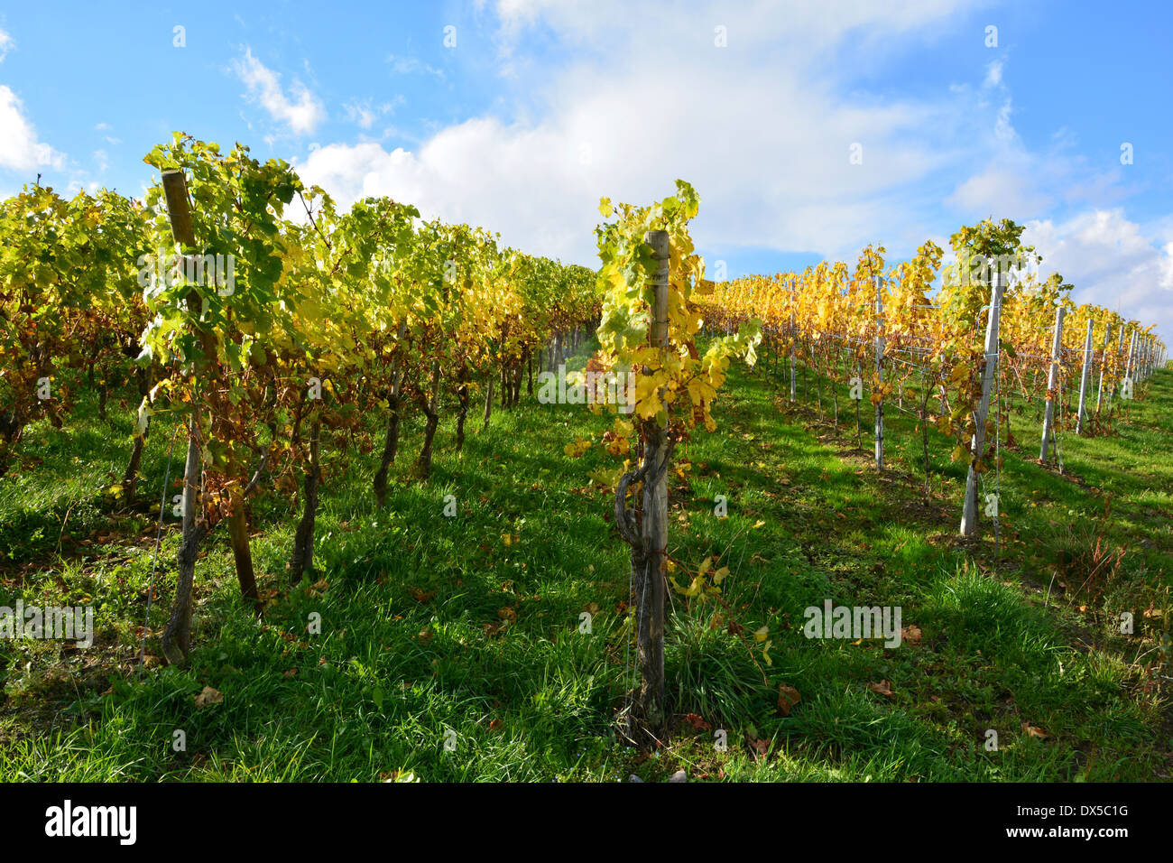 Moselle vineyard in autumn harvest landscape blue sky Germany Weinberg Rebenlandschaft Weinbergslandschaft im Herbst Mosel Stock Photo
