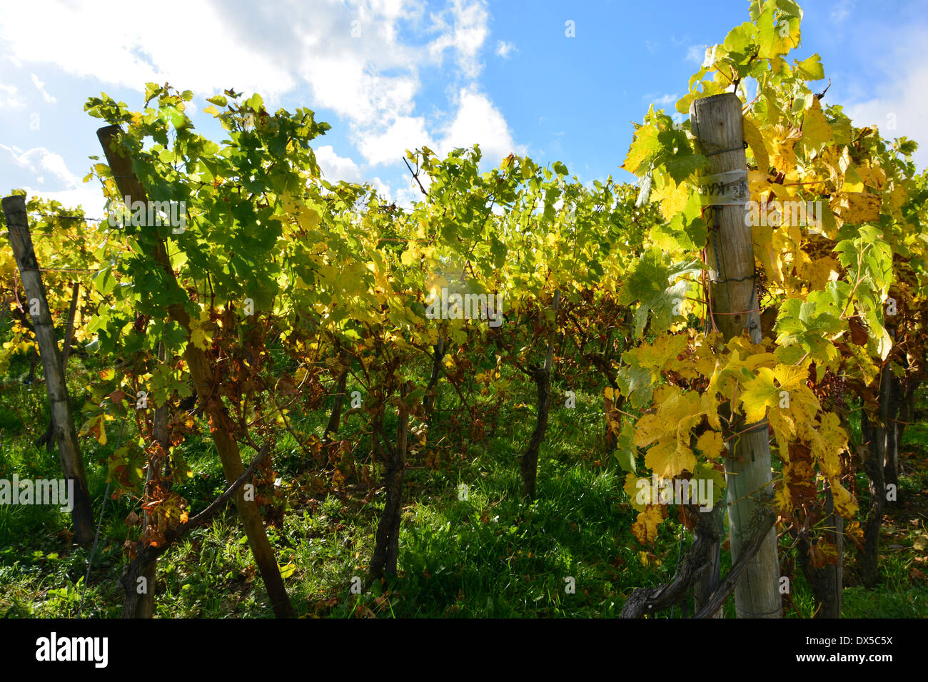 autumn leaves in vineyard harvest landscape blue sky Moselle Germany Herbstlaub im Weinberg bei blauem Himmel und Sonnenschein Stock Photo