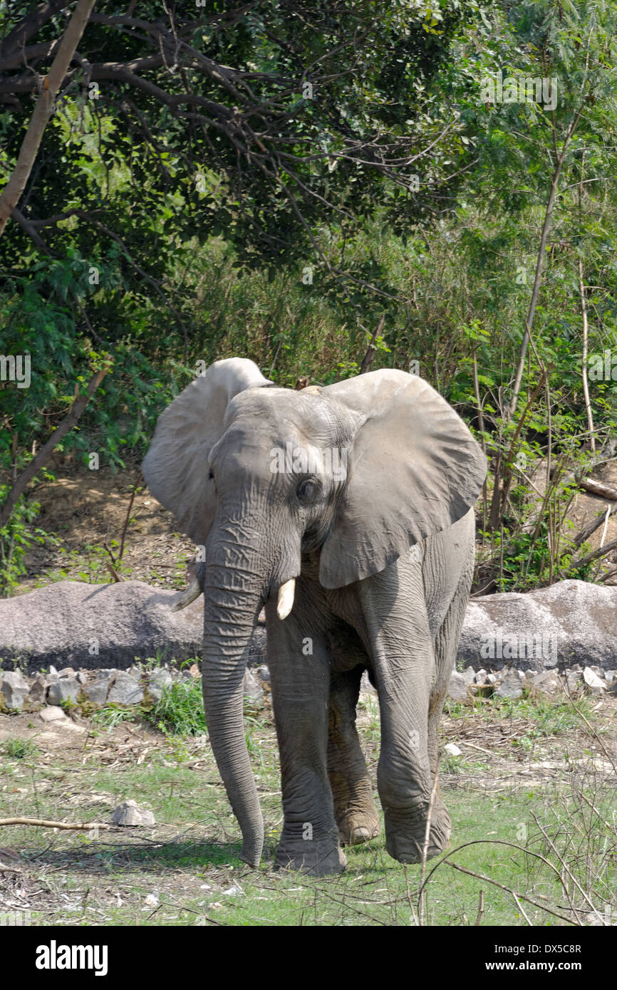 Elephant Basic African elephants are elephants of the genus Loxodonta, consisting of ...