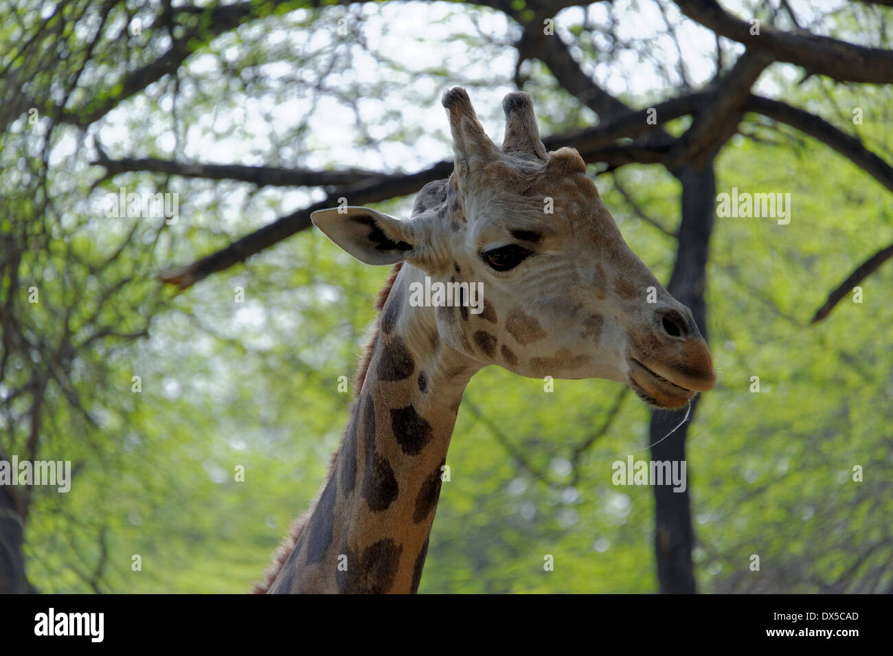 Giraffe (Giraffa camelopardalis) is an African even-toed ungulate mammal, the tallest living terrestrial animal. Stock Photo