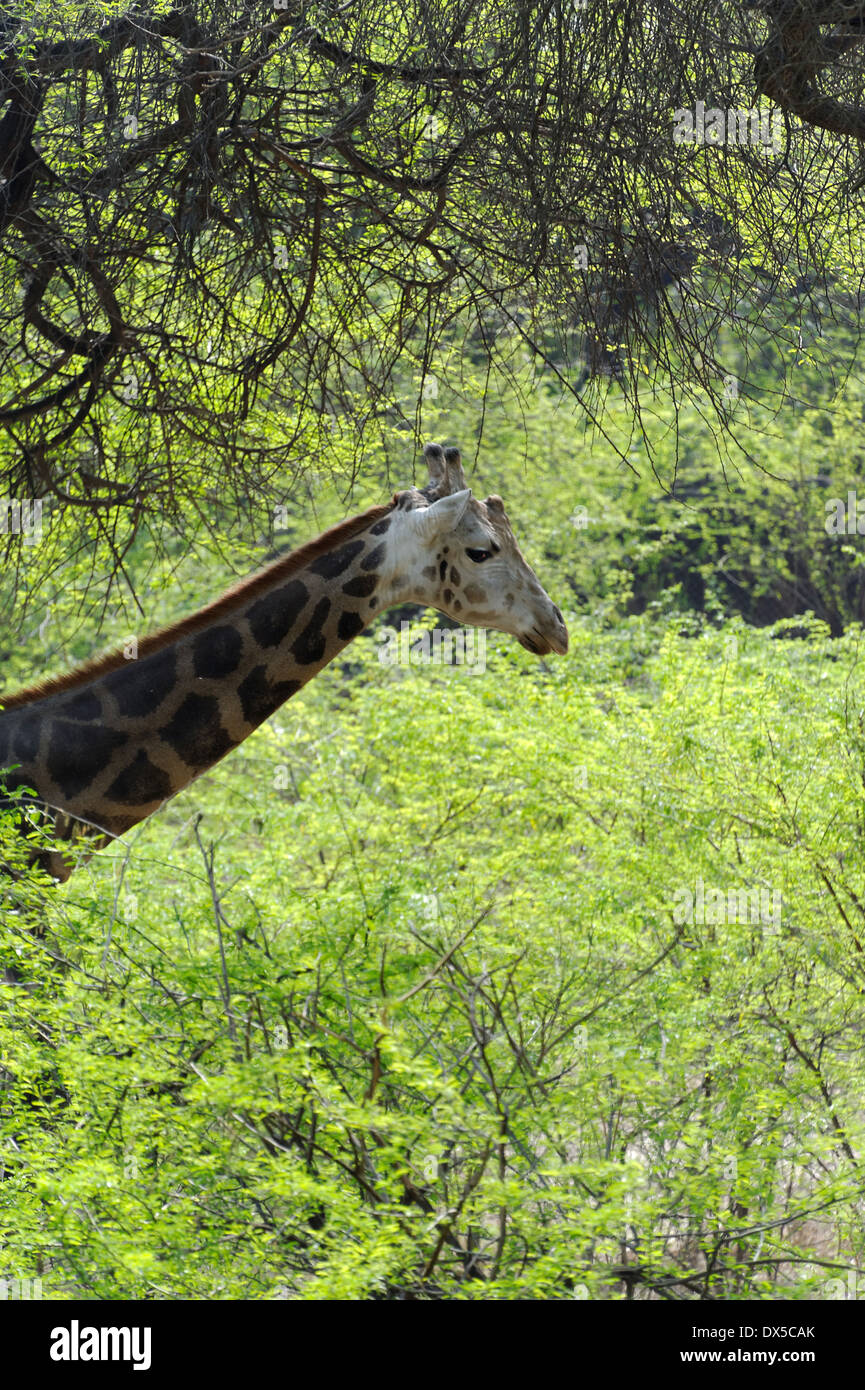 Giraffe (Giraffa camelopardalis) is an African even-toed ungulate mammal, the tallest living terrestrial animal. Stock Photo