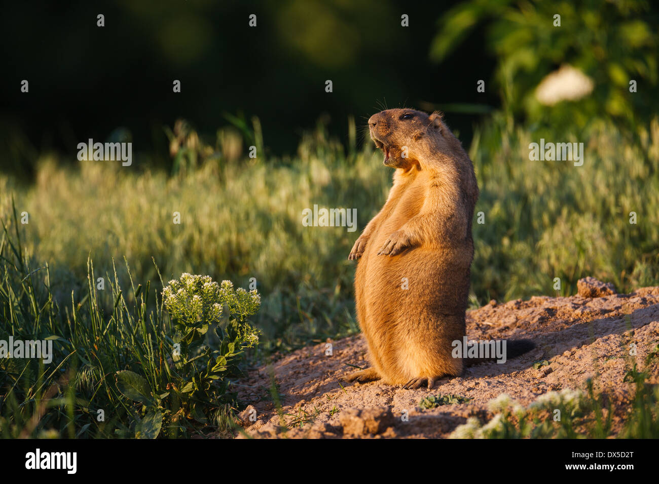 Bobak marmot (Marmota bobak) or steppe marmot warning call Stock Photo