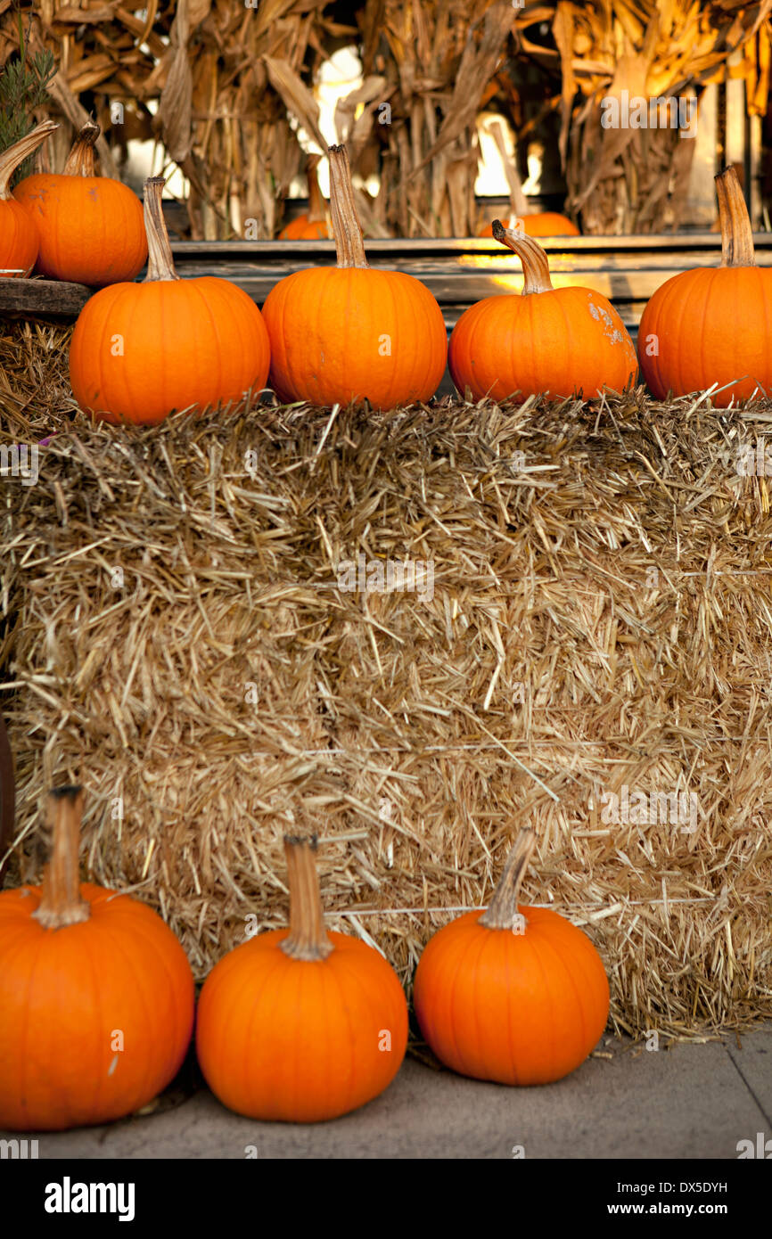 Autumn pumpkins around hay bale display Stock Photo