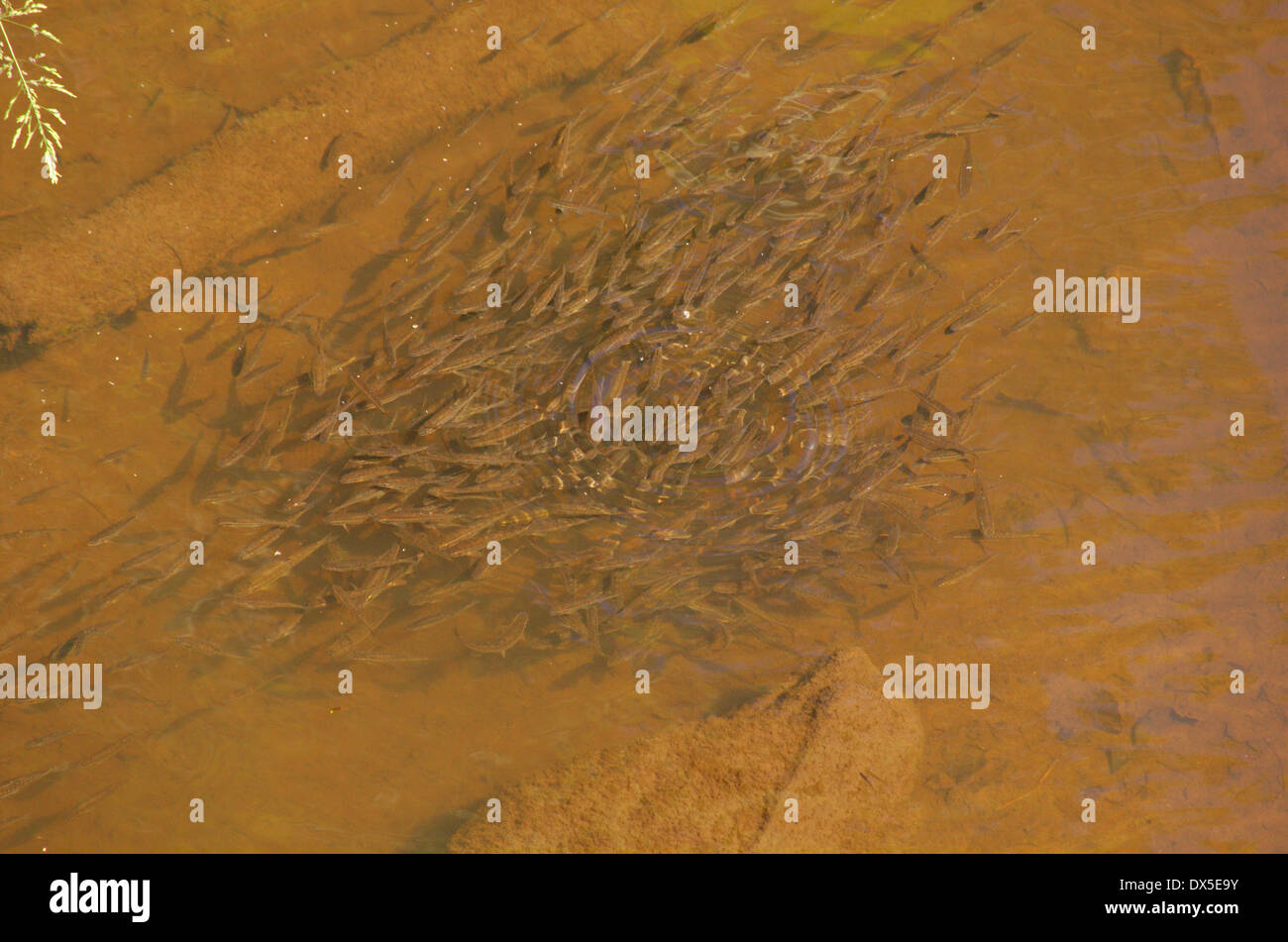 Mud minnows hi-res stock photography and images - Alamy
