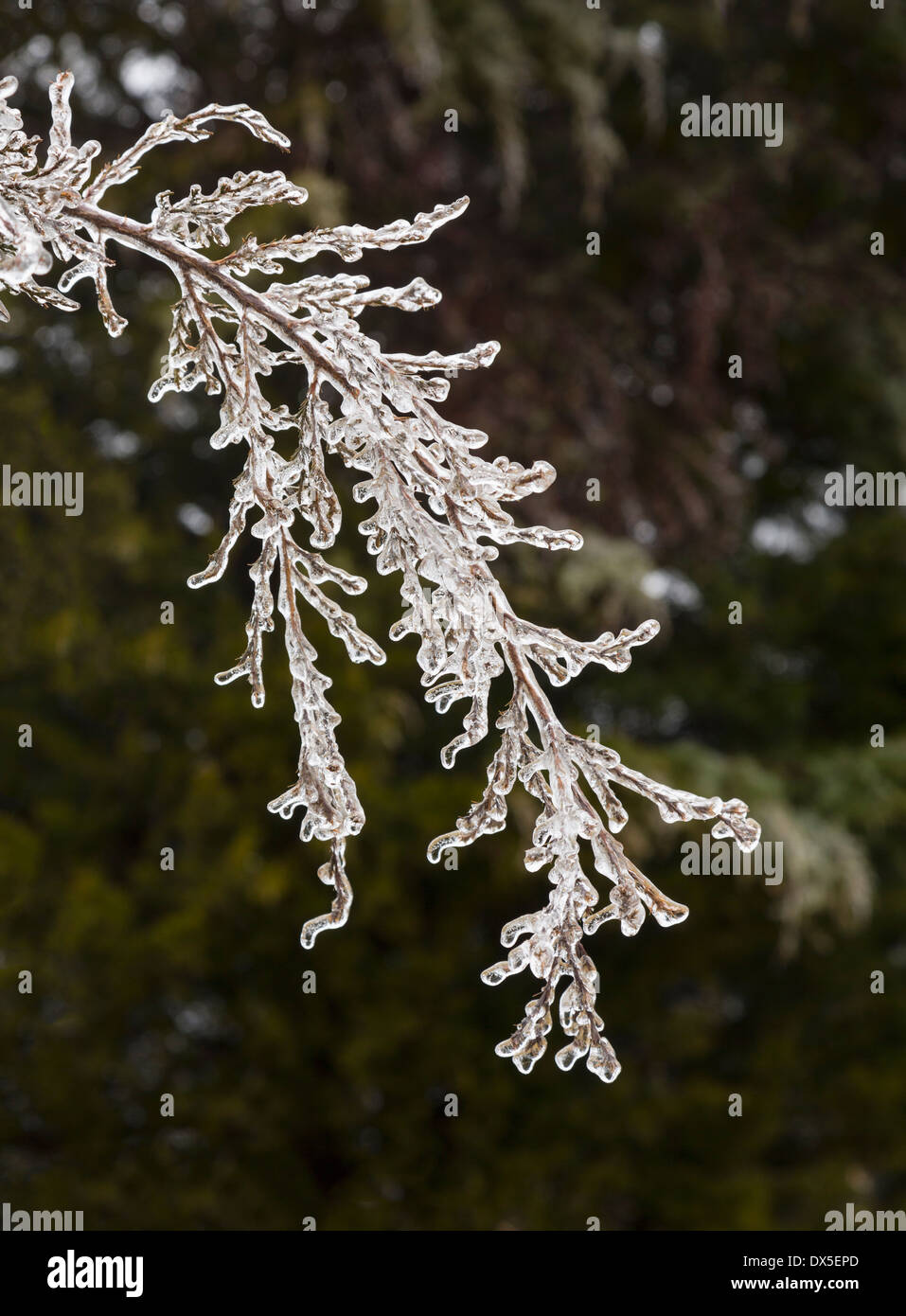 Icicles on a tree branch in winter Stock Photo