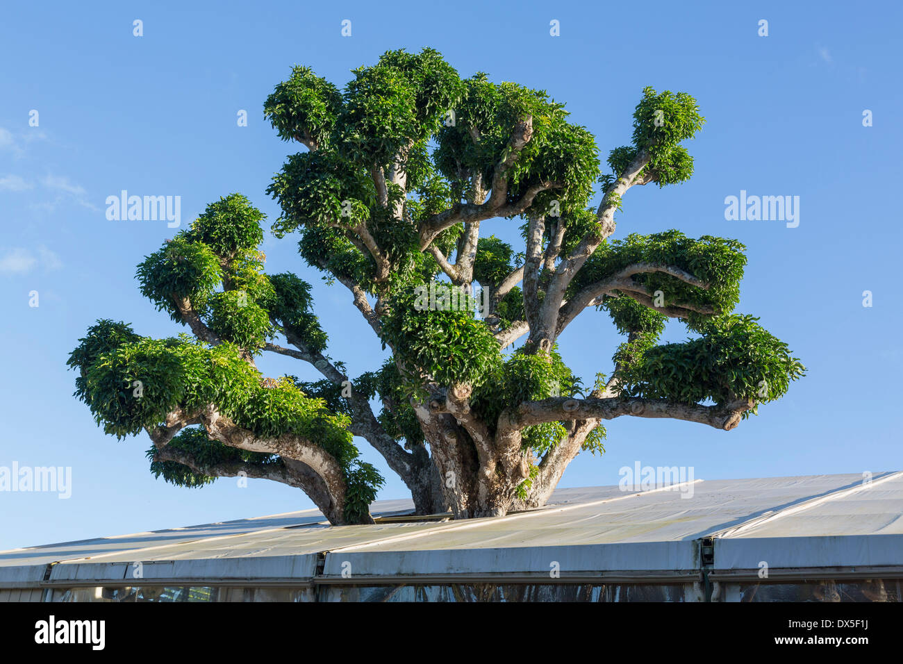 Large acacia or koa tree growing inside a large tent building, Hawaii, USA Stock Photo