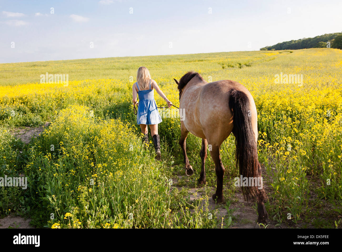 Portrait of a young girl leading her brown horse out in a rapeseed field Stock Photo
