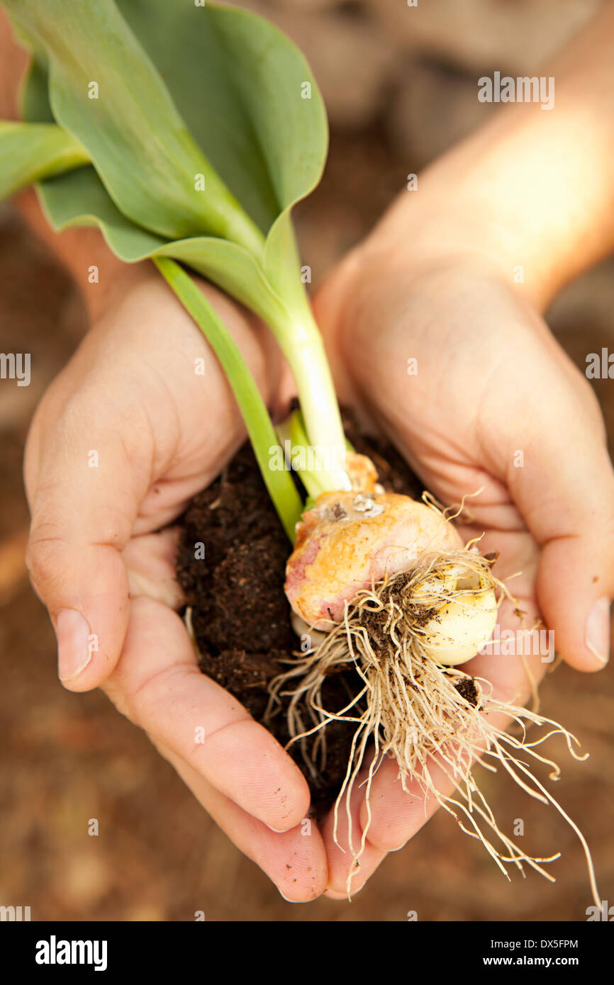 Man's hands cupping plant with roots and dirt, close up, directly above, Stock Photo