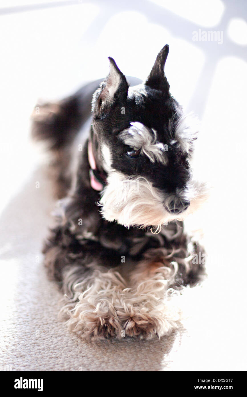 Miniature schnauzer black and white hi res stock photography and