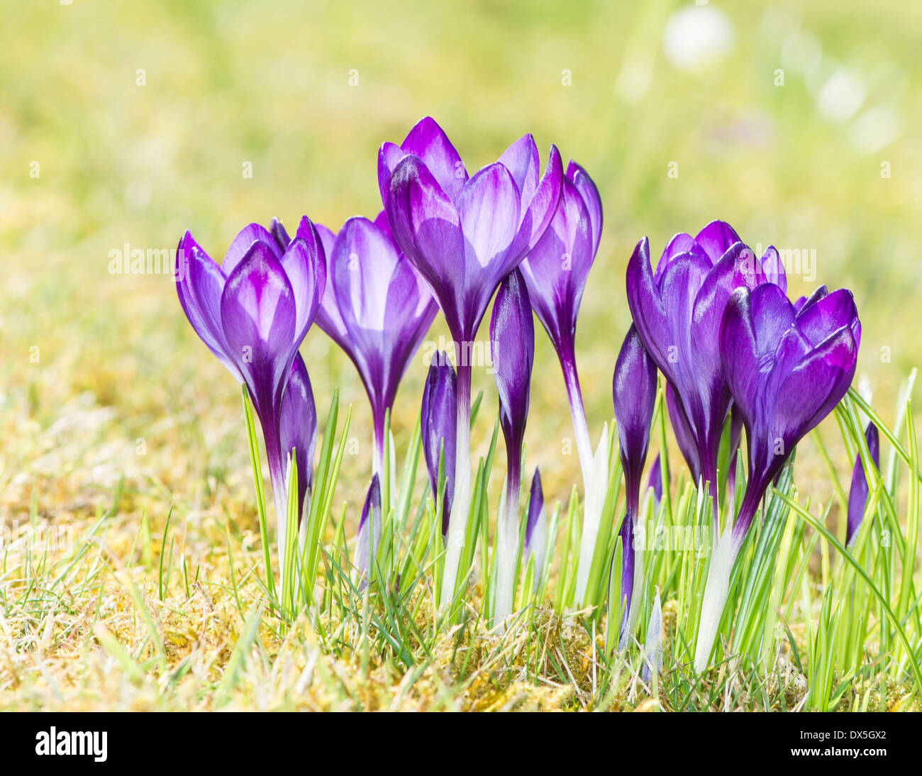 A group of purple crocus flowers in the grass Stock Photo