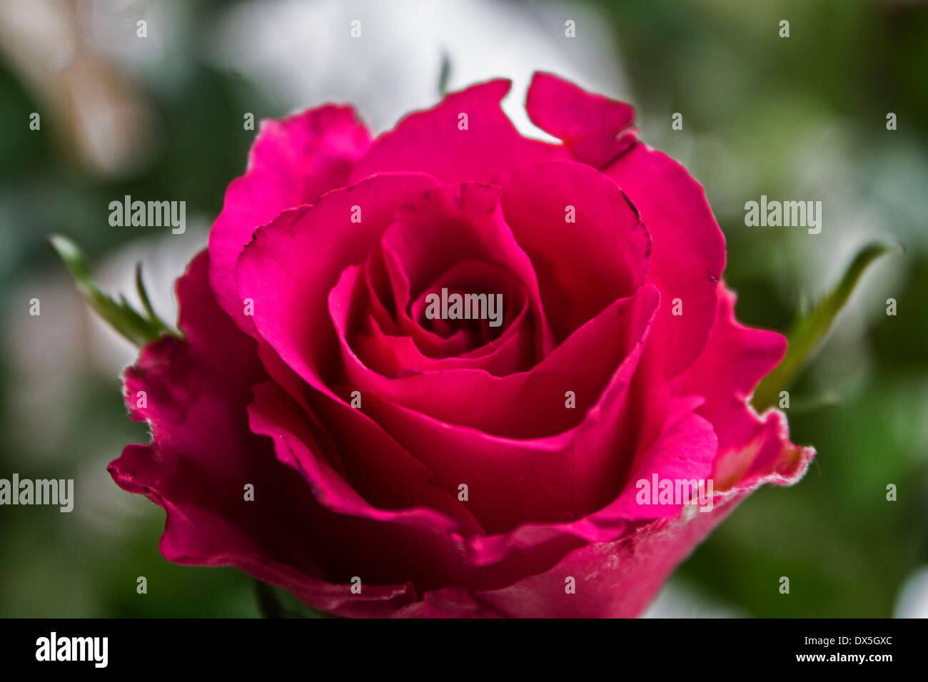 The inside of a vibrant pink Rose Stock Photo