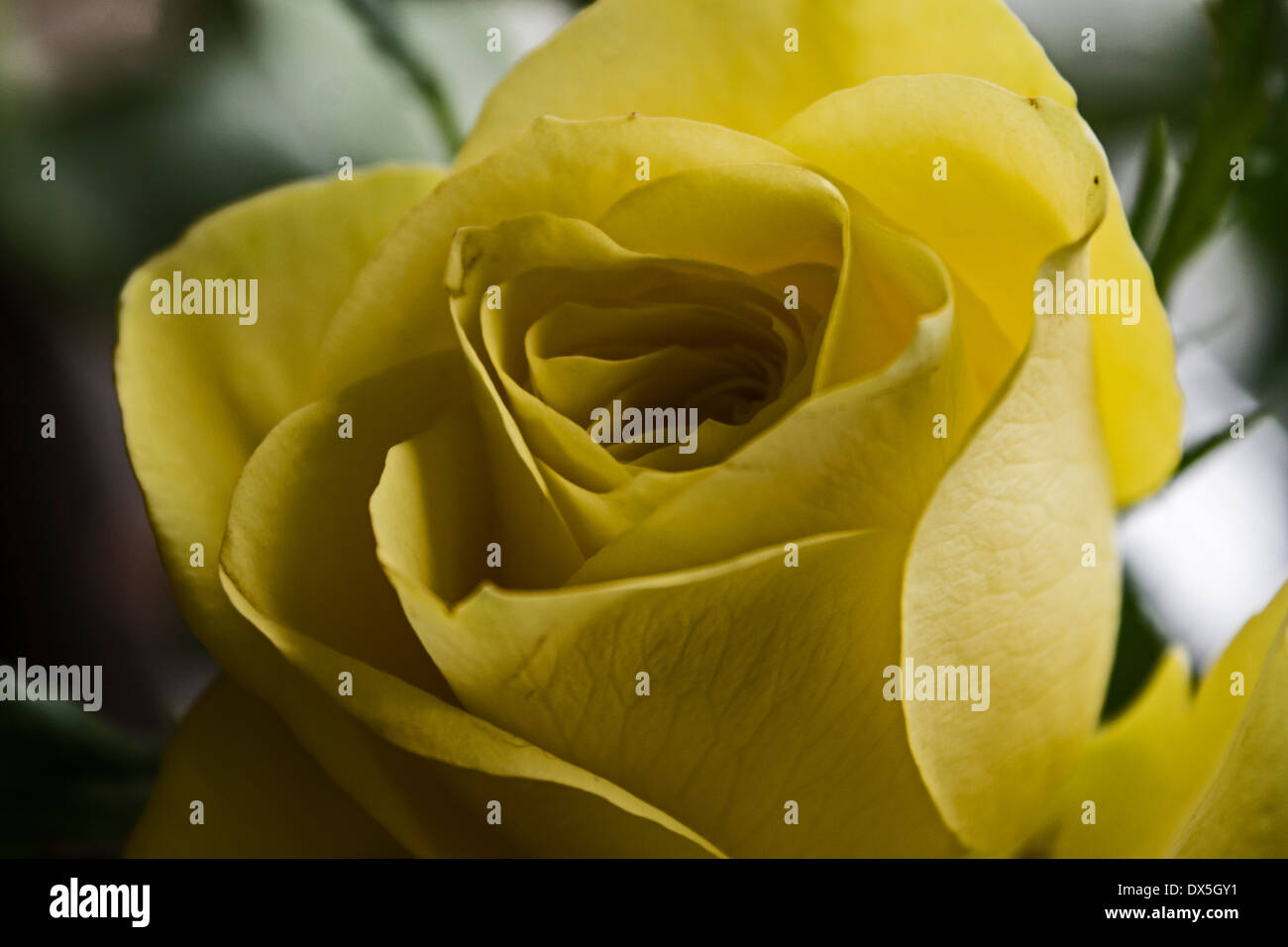 Yellow rose up close hi-res stock photography and images - Alamy